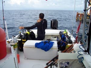 Cruise Fish Dive — photo 5